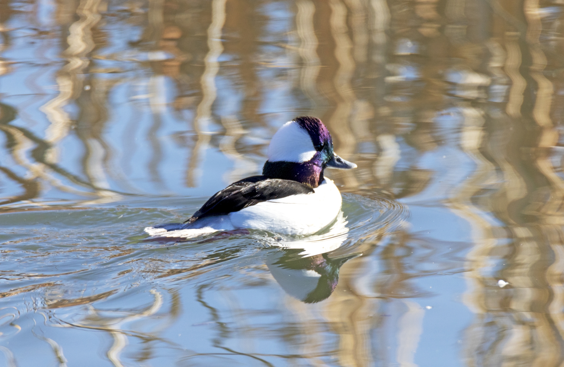 Bufflehead Duck, Bosque del Apache National Wildlife Refuge, New Mexico